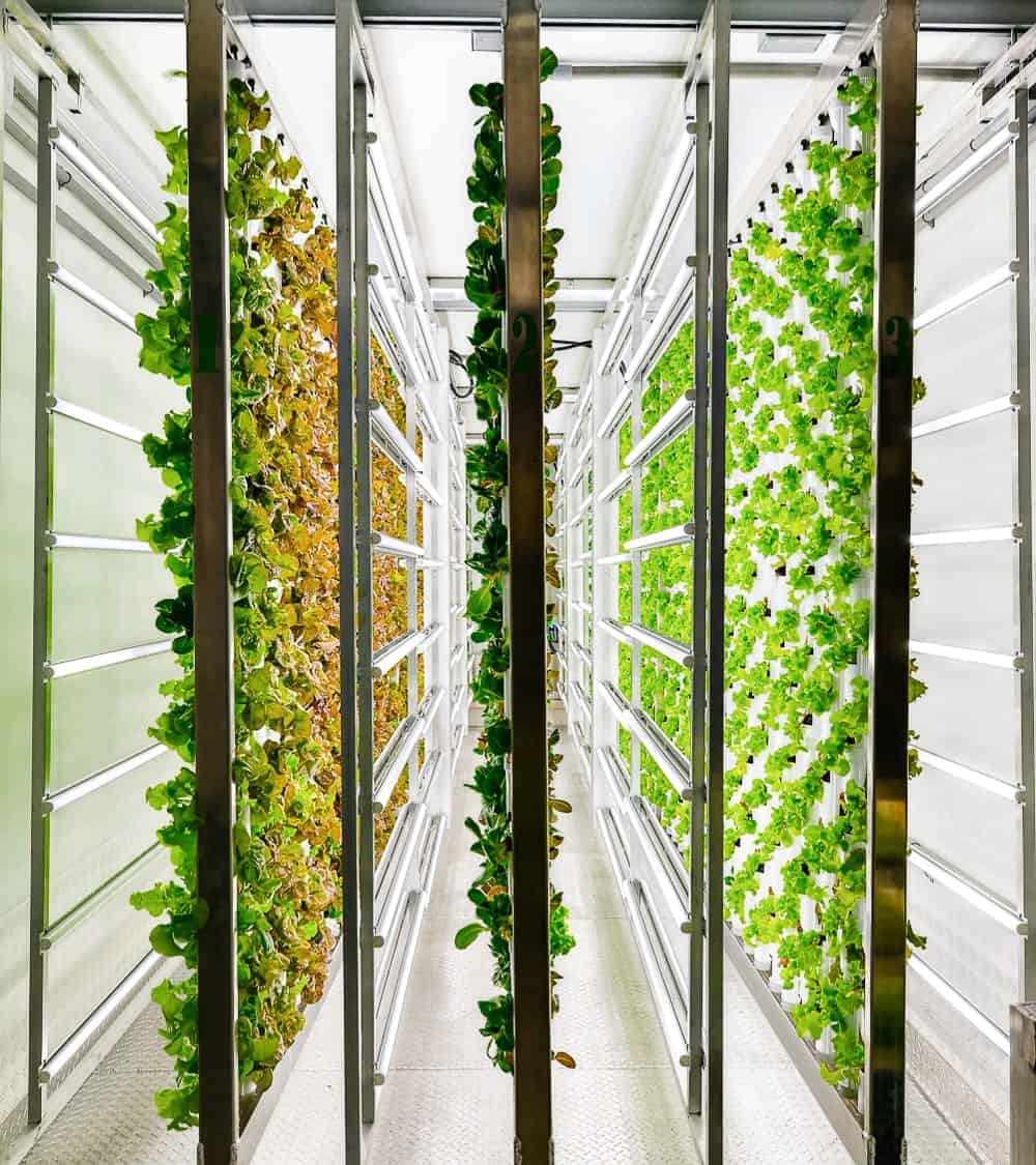 Is Vertical Hydroponic Farming the Future of Agriculture?