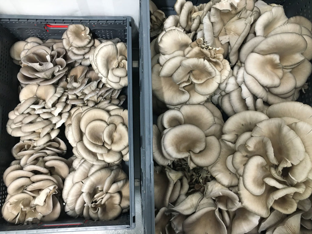 Freshly harvested mushrooms in reusable plastic crates, or RPCs.
