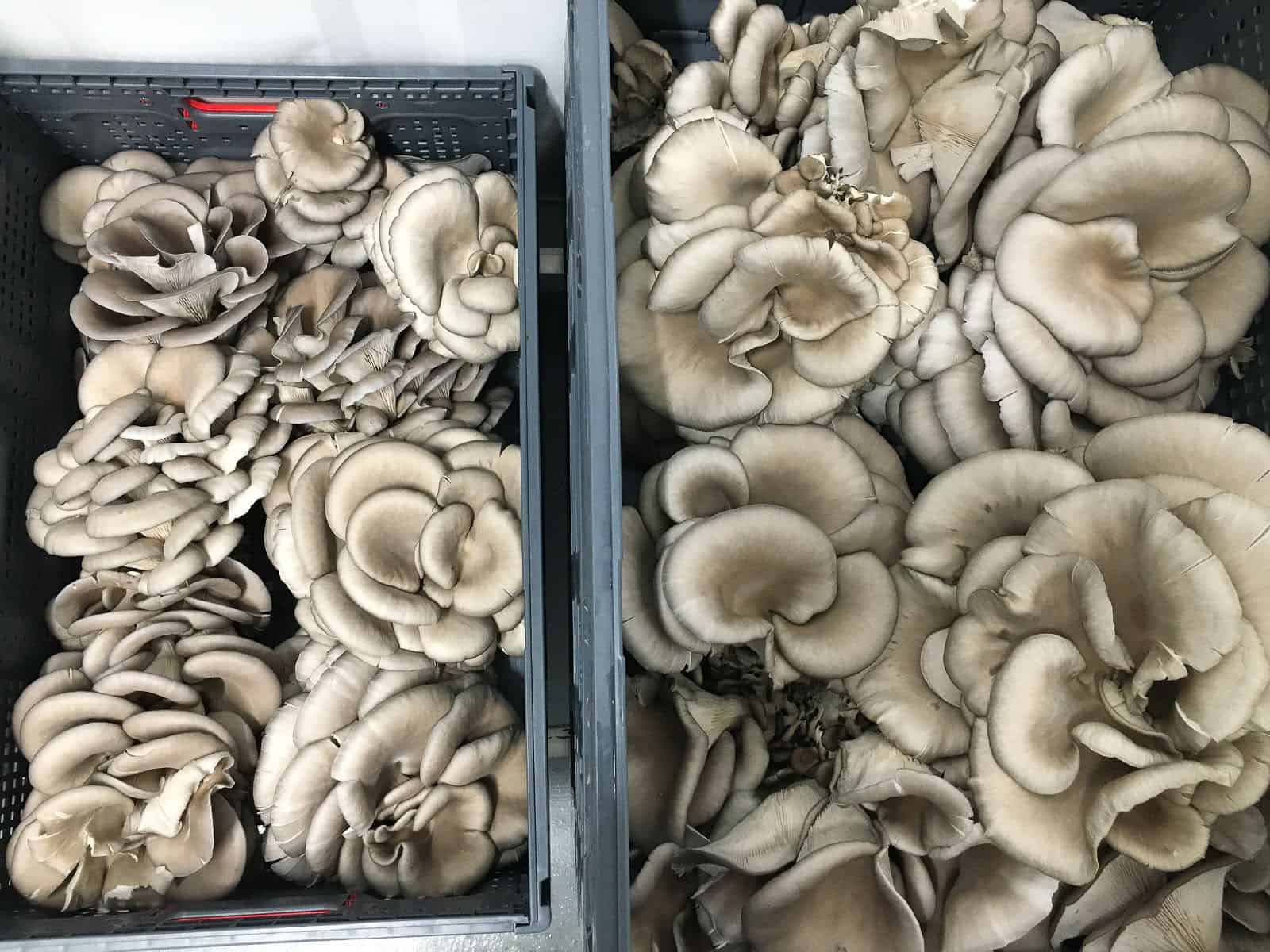 Turnkey Growing Systems: What Comes With a Gourmet Mushroom Farm?