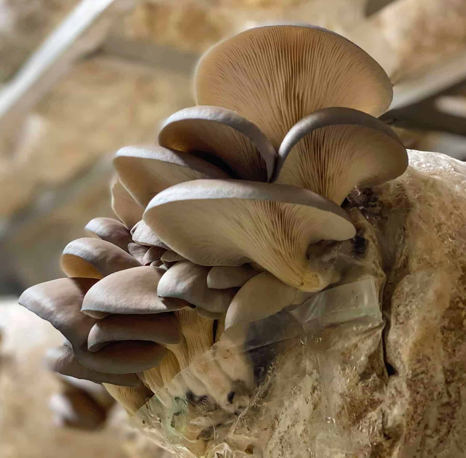 How to Grow Mushrooms – 5 Steps to Success