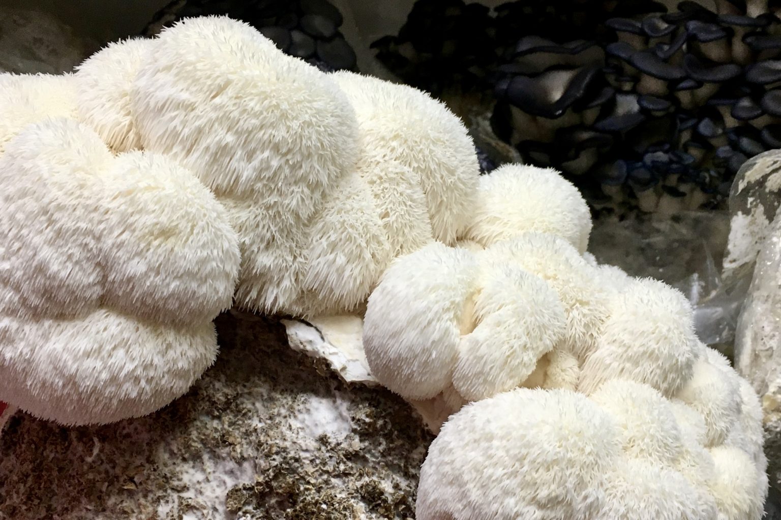 The Secret to Harvesting Gourmet Mushrooms You Never Imagined