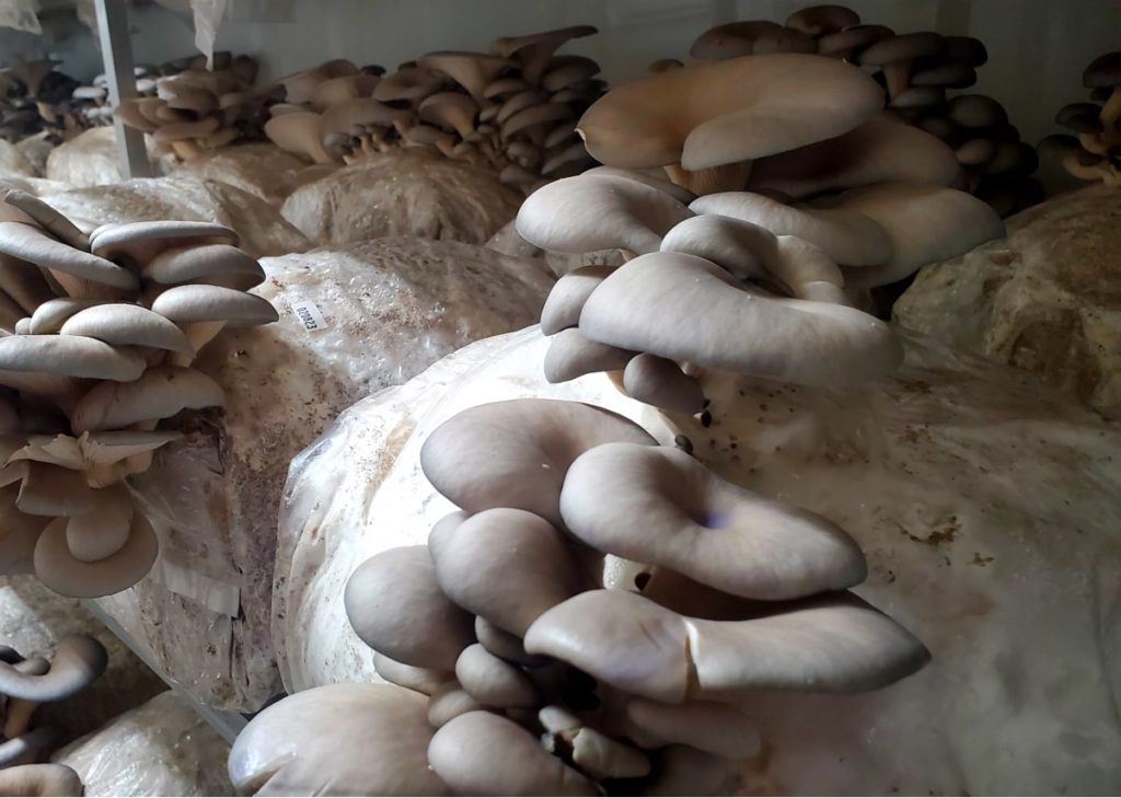 How To Grow Mushrooms The EASY Way (No Sterilization!) 