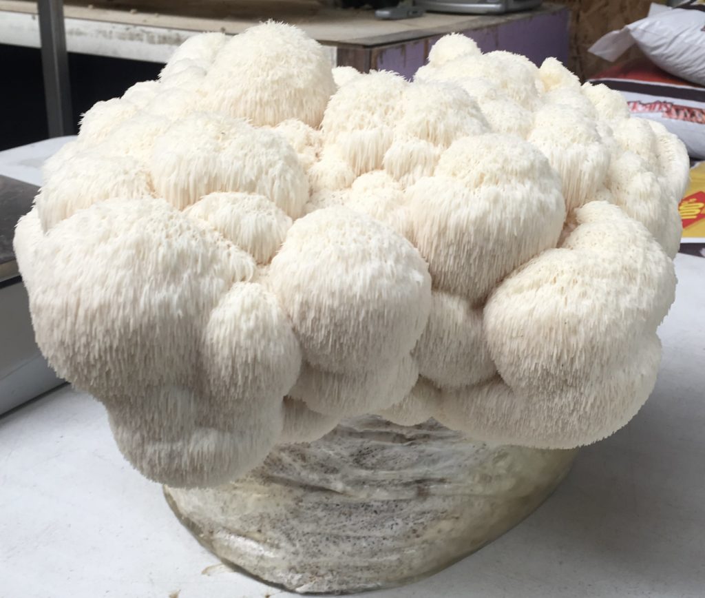 gourmet mushrooms