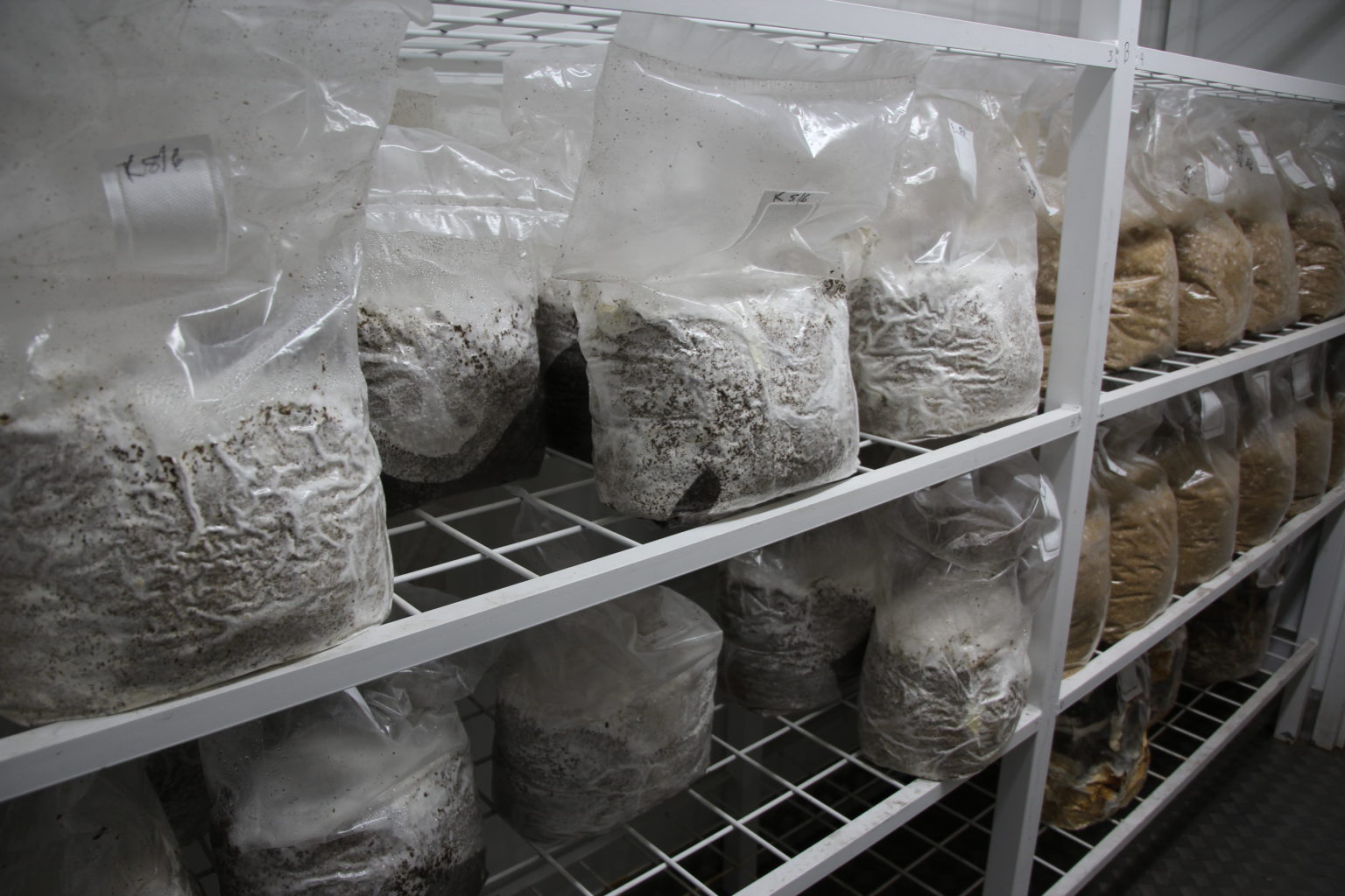 Gourmet Mushroom Farm - World's First Shipping Container Mushrooms
