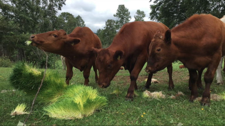 Animal Foods - Avocado Cow released! Power: Household Herd. : r