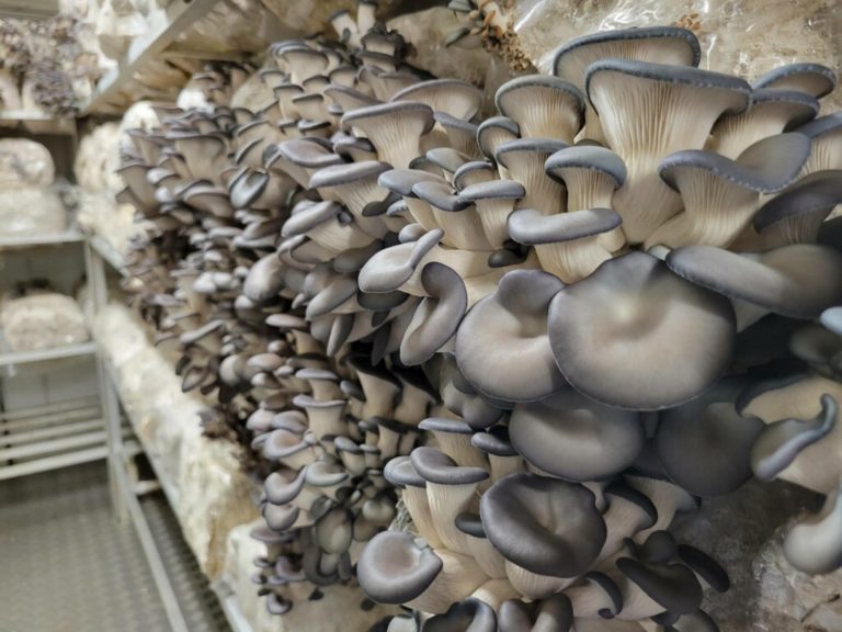 Gourmet Mushroom Farm World's First Shipping Container Mushrooms