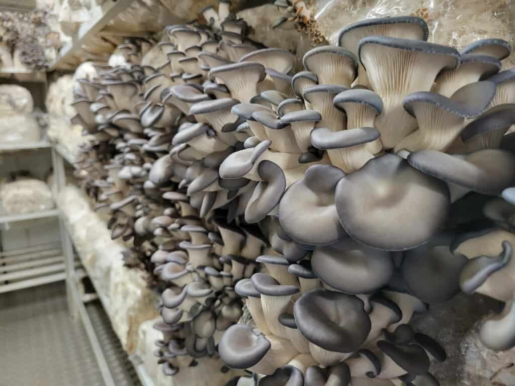 Best Mushroom Growing Containers