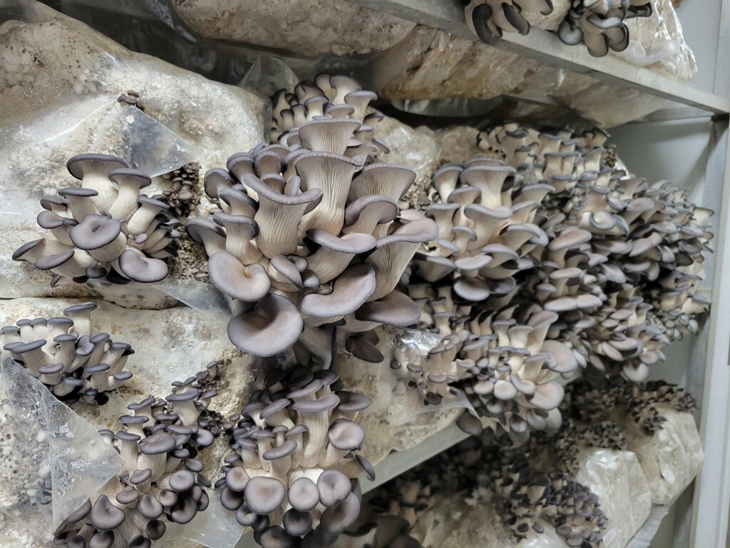 ‘What Is Container Mushroom Farming?’ by iGrow News