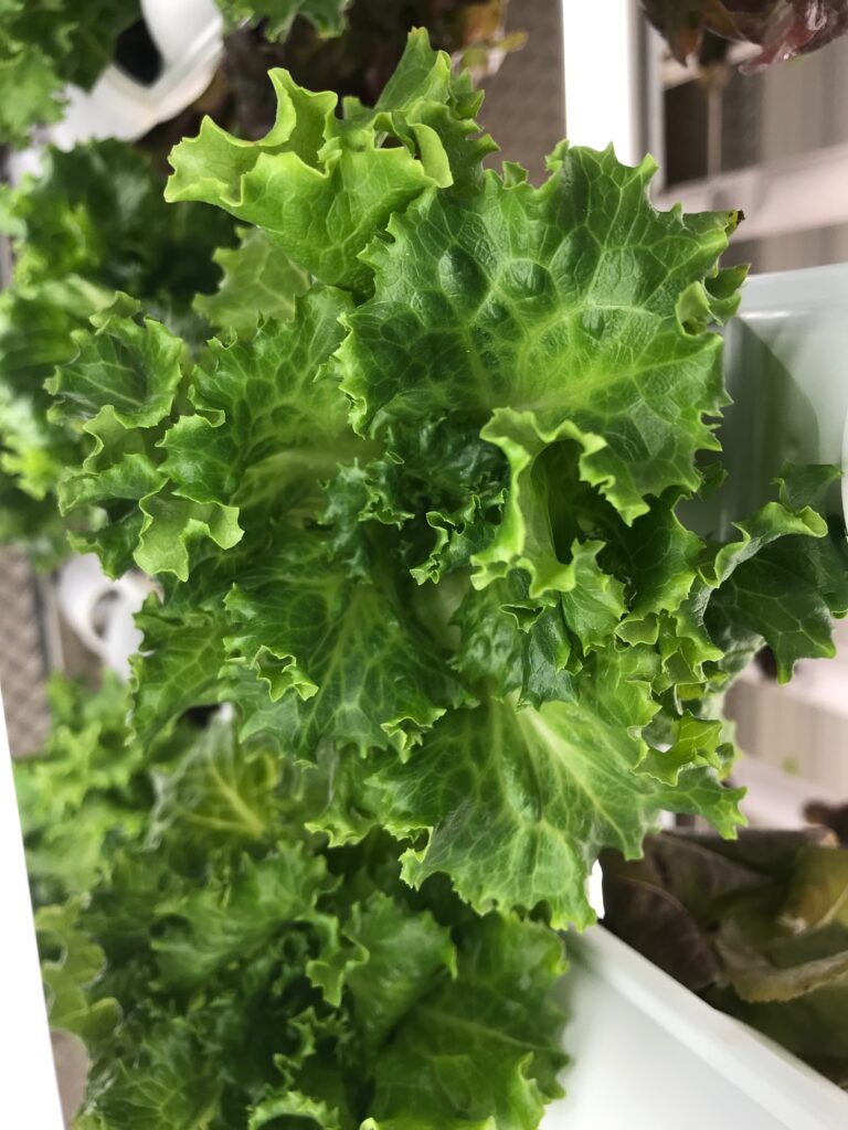 Greenstar lettuce