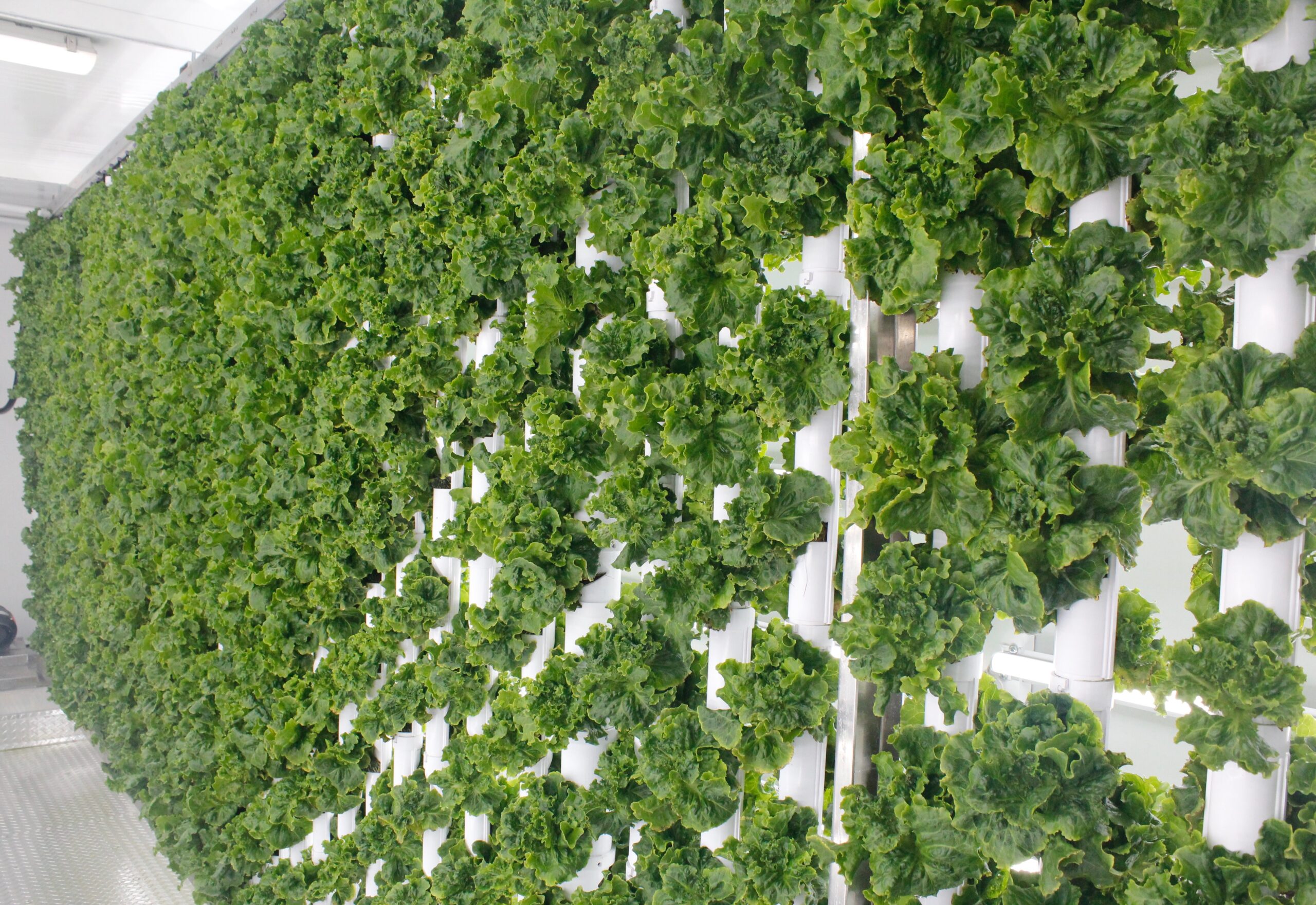 a wall of hydroponically grown lettuce