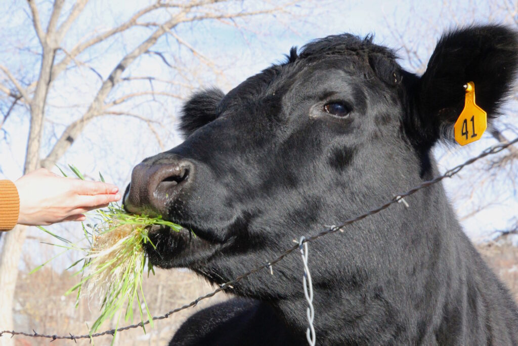 A cow eating hydroponic fodder