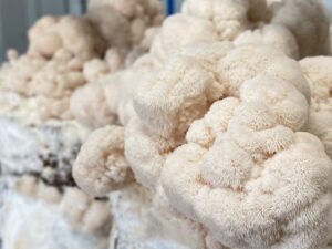 Healthy lion's mane mushrooms growing in a modular, controlled-environment farm.