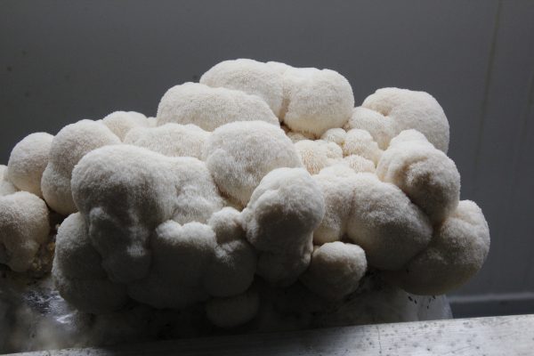 Lion’s mane mushrooms found to stimulate nerve growth, according to study