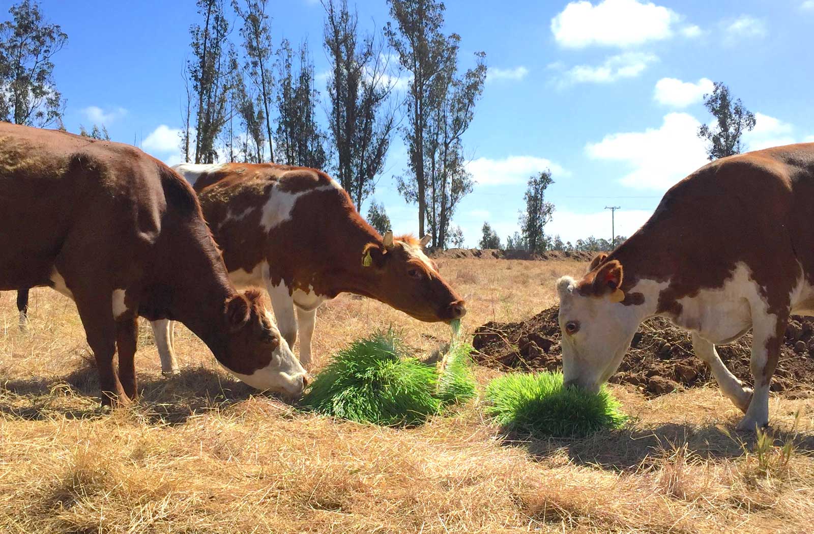 cattle feed