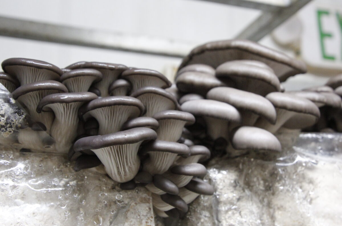 Exploring the Benefits of Medicinal Mushrooms