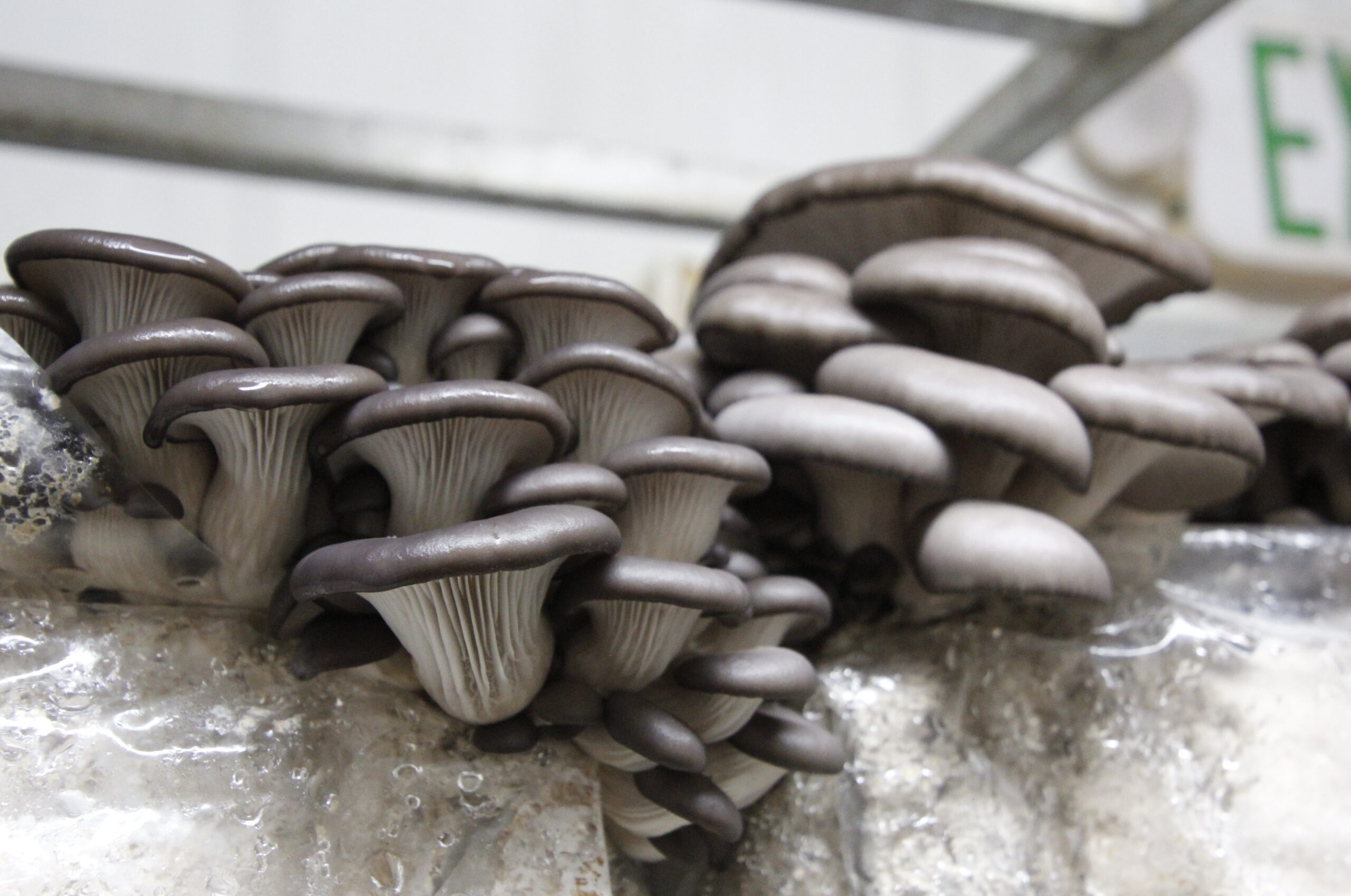 Exploring the Benefits of Medicinal Mushrooms Hydroponic Container