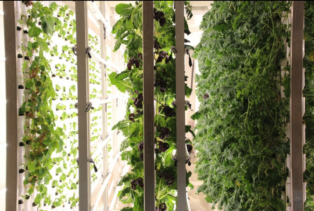 Three dual-sided grow walls holding lettuce, edible flowers, herbs and other plants