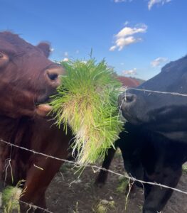 two cows eating one chunk of barley fodder