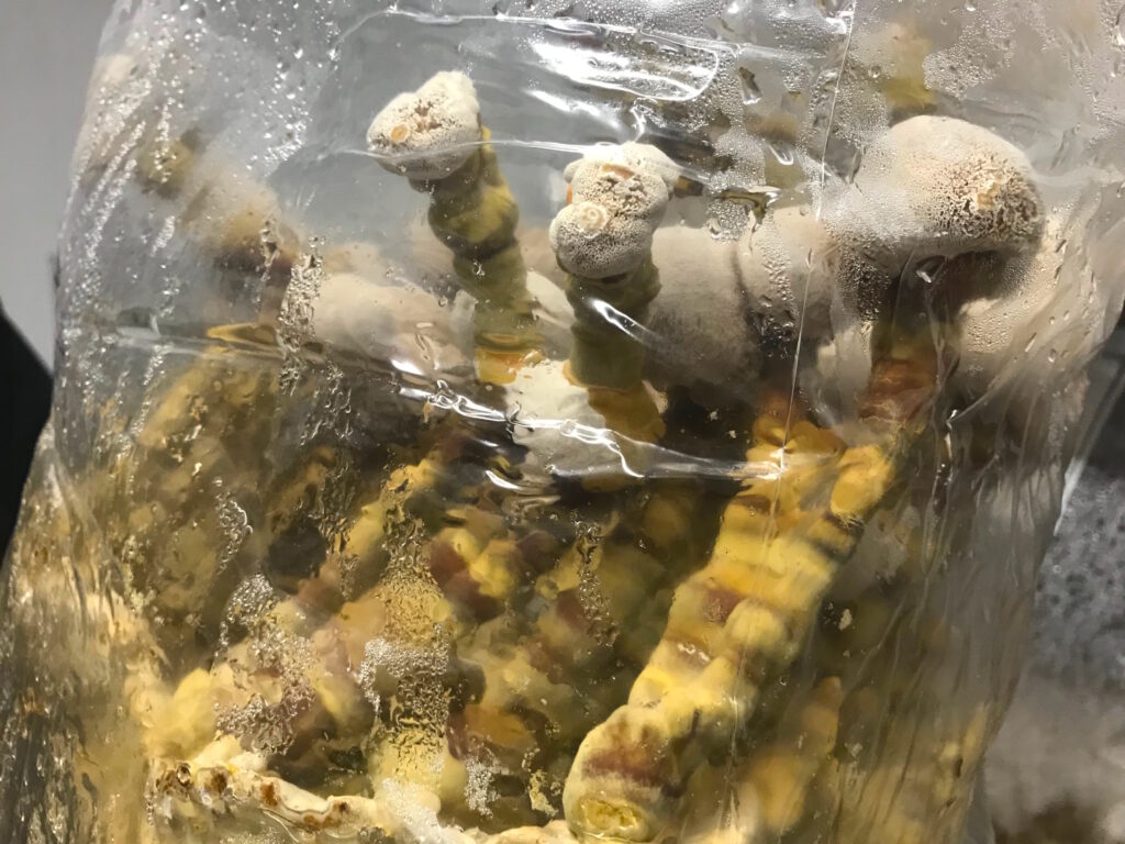 Exploring the Wondrous World of Functional Mushrooms
