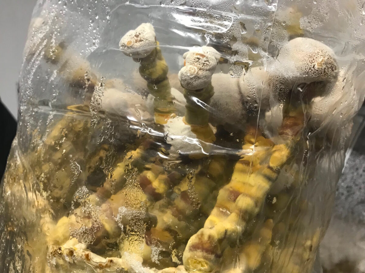 Exploring the Wondrous World of Functional Mushrooms