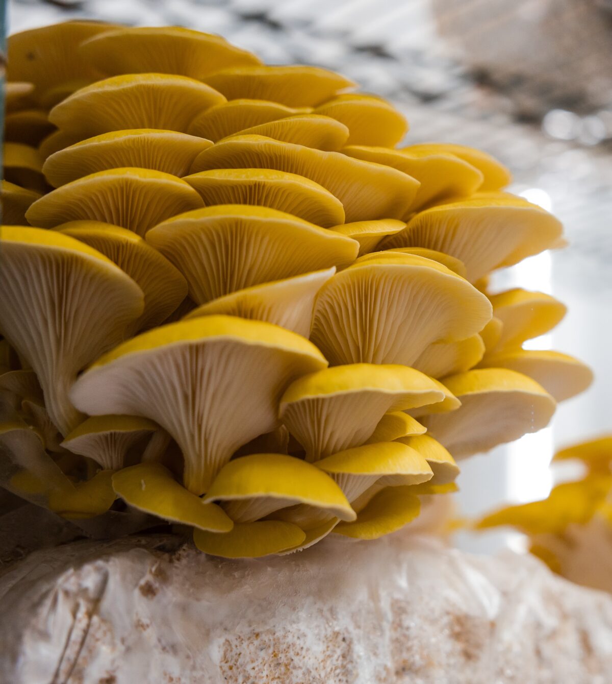 The Many Benefits of Modular Farming