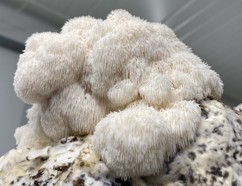 The Rise of Indoor Mushroom Growing and Why It’s Taken Off