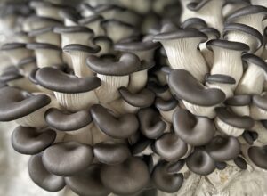 oyster mushroom recipes, how to cook oyster mushrooms, mushroom recipes, farm-to-table mushroom dishes, recipes for oyster mushrooms