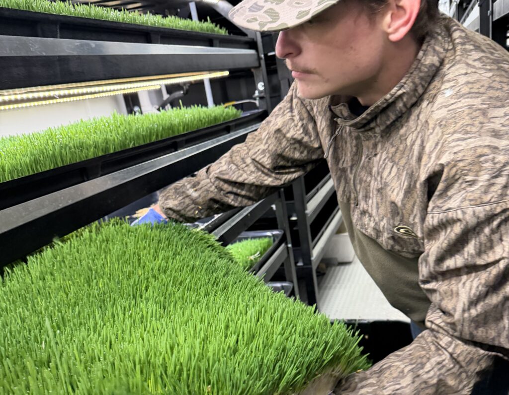 A Villages Charter High School student harvests barley fodder from the trays of a modular hydroponic farm.