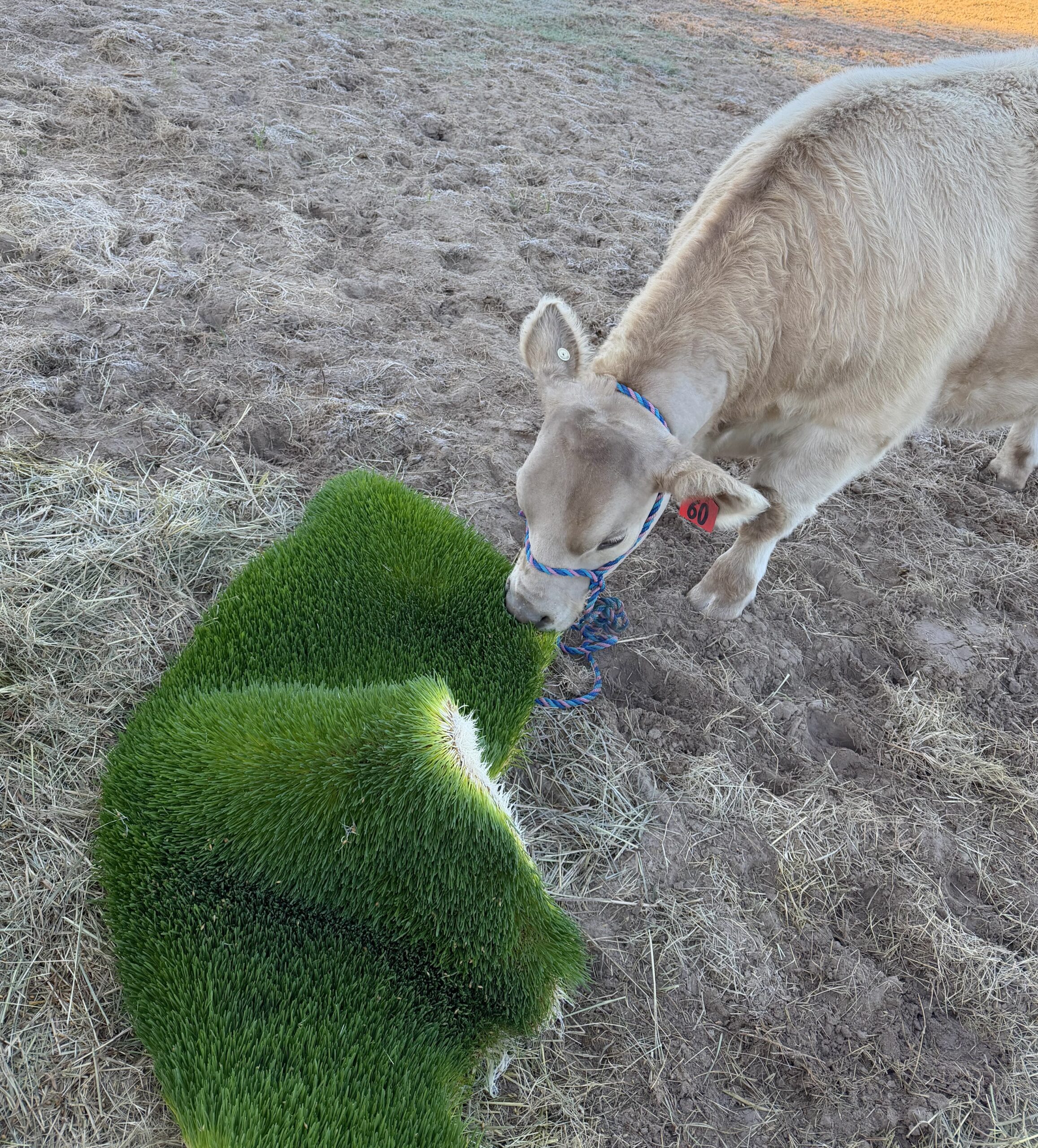 The Villages High School 2 A cow eats fresh barley fodder at The Villages High School in Florida. The school runs a Hydroponic Fodder Farm on the campus.