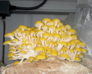 Golden oyster mushrooms fruiting in a container mushroom farm.