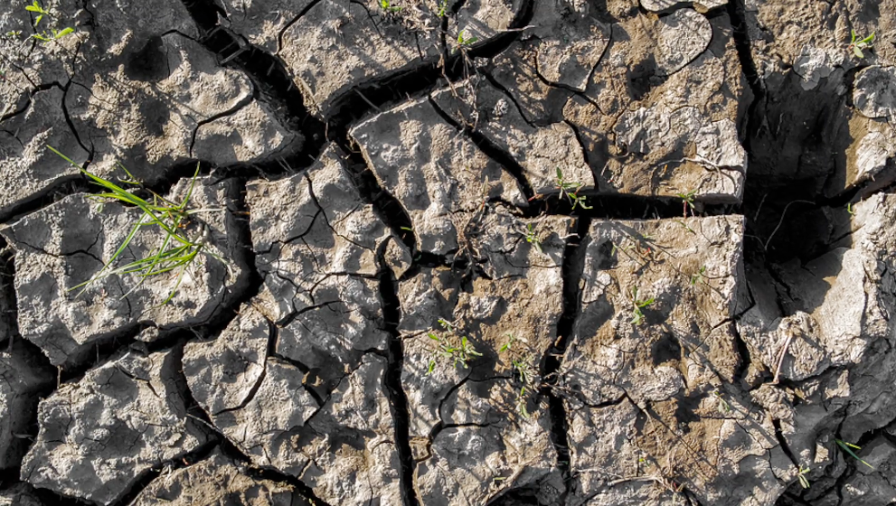 Farmland affected by extreme heat and drought