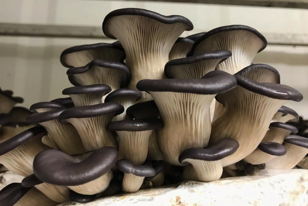 A cluster of blue oyster mushrooms in the fruiting room of a Gourmet Mushroom Farm.
