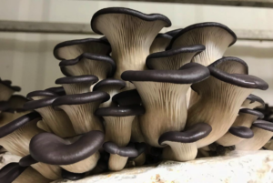 A cluster of blue oyster mushrooms in the fruiting room of a Gourmet Mushroom Farm.
