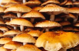 A cluster of chestnut mushrooms