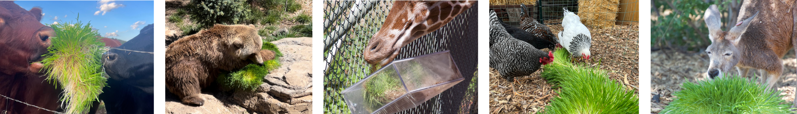 A variety of zoo and farm animals eating fodder.