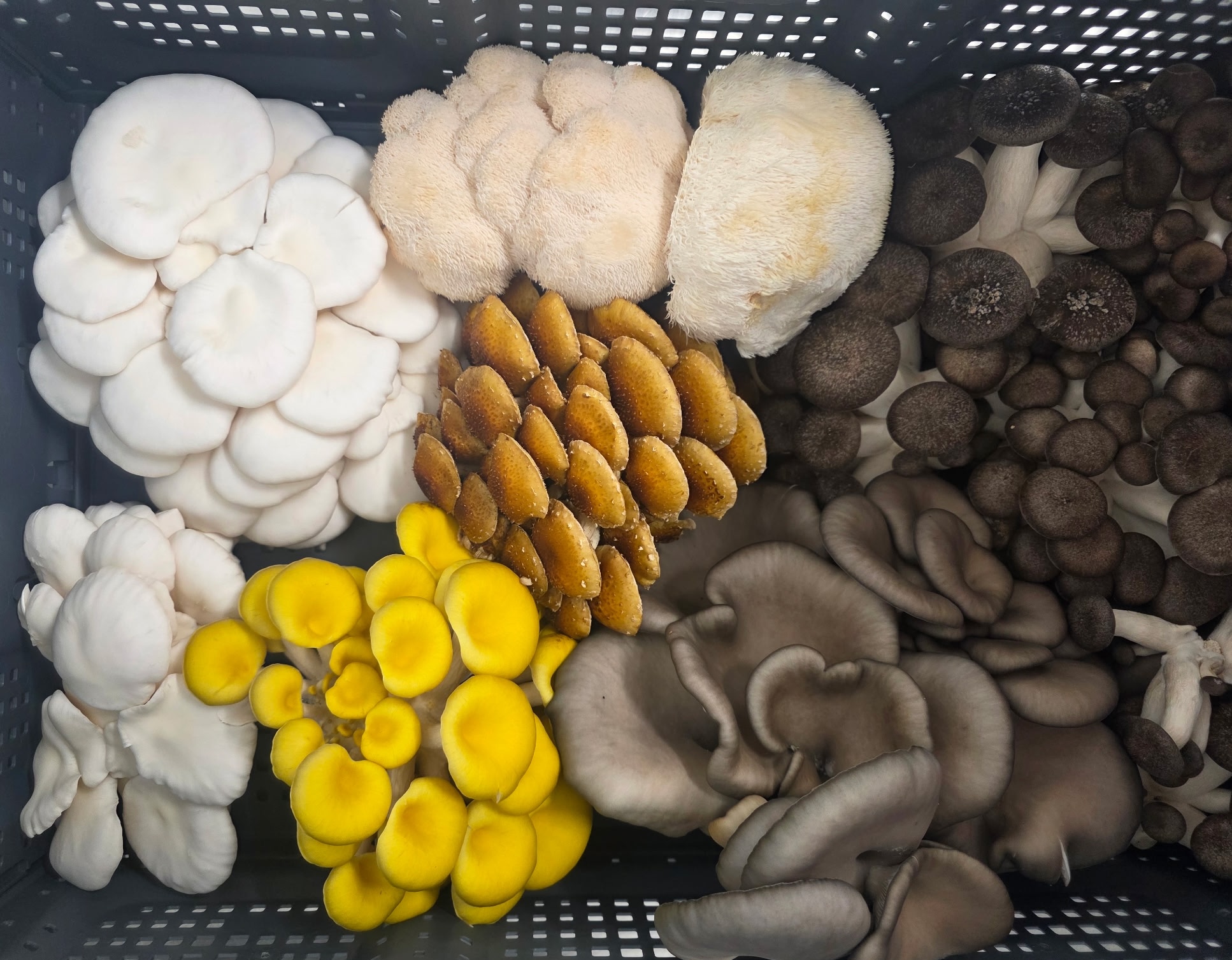 An assortment of gourmet mushrooms in an RPC.