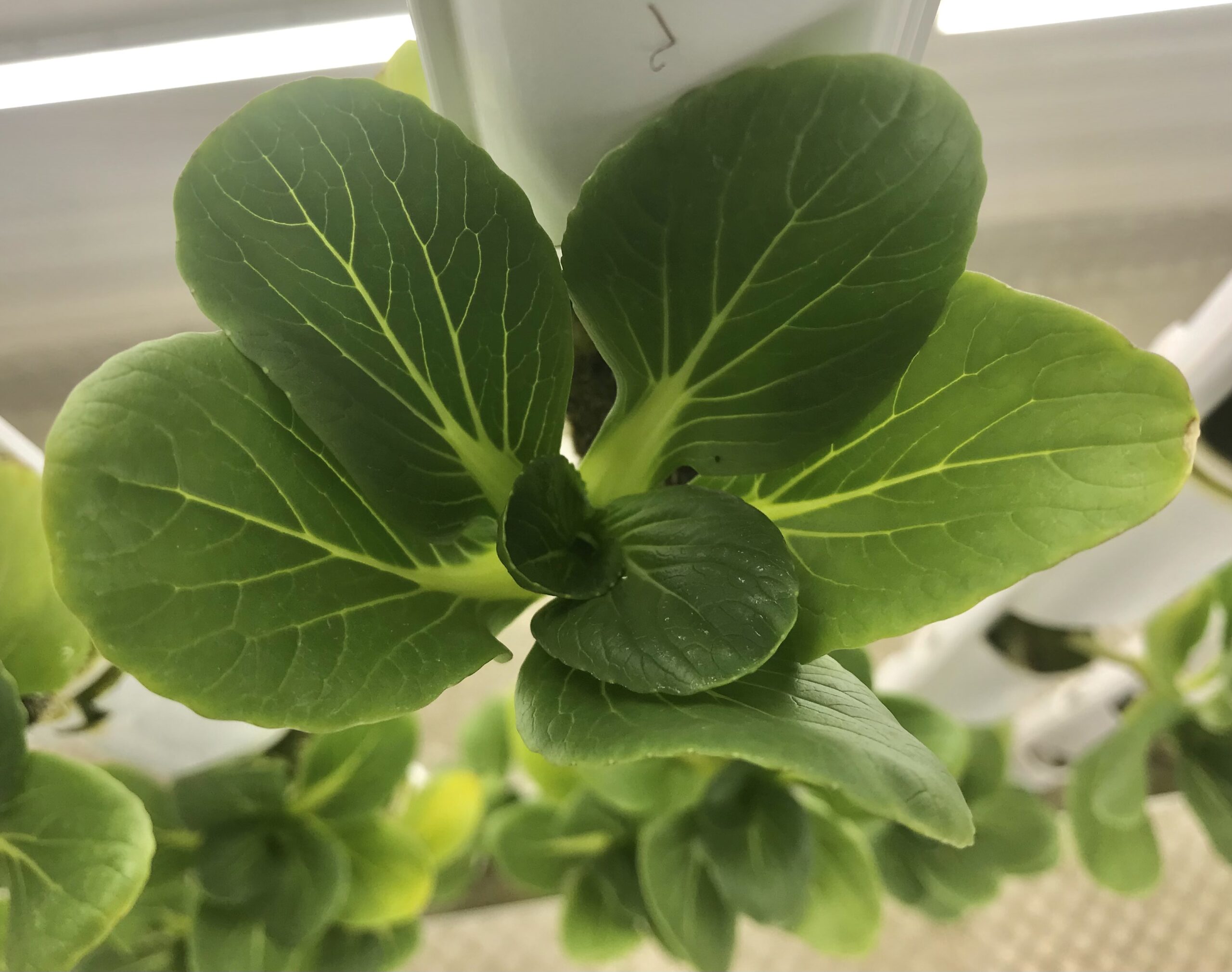 Pak choi in the grow walls of a vertical farm.
