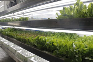 A three-tiered seedling table in a Vertical Hydroponic Farm.