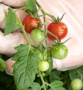 Cherry tomatoes grown in a vertical hydroponic farm.