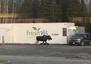 A moose walking past a container farm owned by Fresh365 in Soldotna, Alaska.