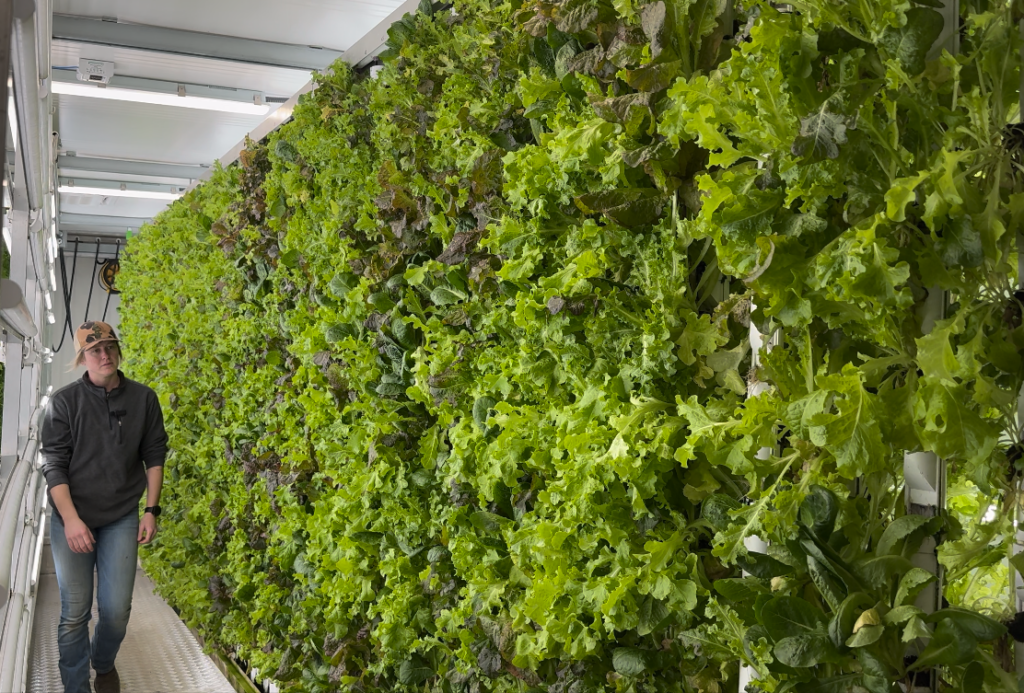 A young woman walks past a vertical grow wall in a hydroponic farm.