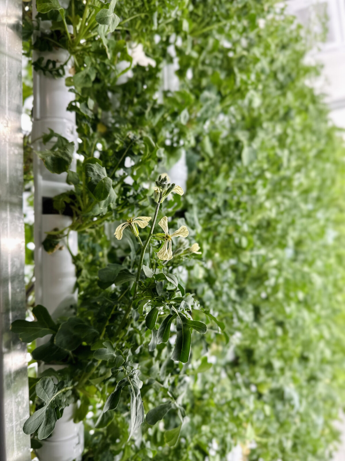 Nonprofits, Businesses Turn to Container Farms to Support Missions