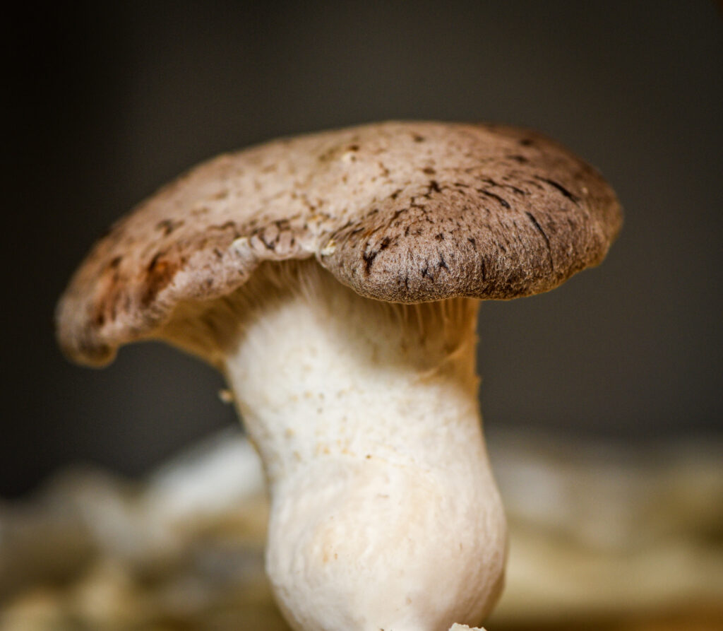 Functional Mushrooms Get Much-Deserved Spotlight