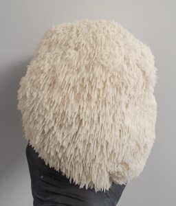 Freshly harvested lion's mane mushrooms held by a gloved hand.