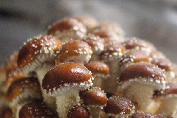 Chestnut mushrooms in a fruiting chamber