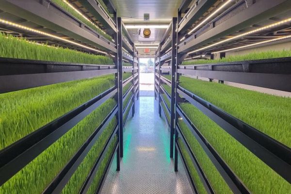 Trays of hydroponic fodder growing in an indoor farm.