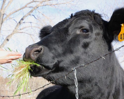 A cow eating hydroponic fodder